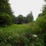 Hinter den Uferbäumen