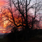 Keine Angst, der Baum ist nicht abgebrannt