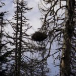 Nest eines etwas größeren Vogels