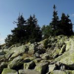 Gipfelwald Gipfelwald