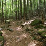 Lichtspiele im Mischwald