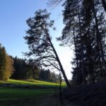 Der schiefe Baum von Otzenberg Der schiefe Baum von Otzenberg