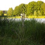 Schilfimpression Schilfimpression