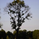 Keine Misteln, sondern ein etwas fleckiger Blattwuchs Keine Misteln, sondern ein etwas fleckiger Blattwuchs