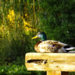 Ich lass mich nicht von Dir aus der Ruhe bringen!