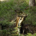 Auch in Böhmen scheint es Wolpertinger zu geben
