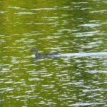 Zu langsam Zu langsam