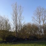 Noch ein Naturdenkmal? Noch ein Naturdenkmal?