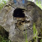 Ausgehöhlt und gemustert