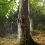 Keine Chance gegen den großen Bruder