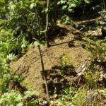 Ein Staat ohne Papyrokratie