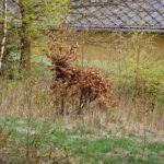 Strauchkatze Strauchkatze