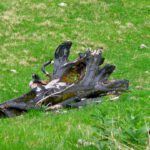 Lebensgrundlage Kohlenstoff