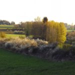 Schlehen in der Abendsonne Schlehen in der Abendsonne