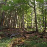 Nachmittagsstimmung am Gunthersteig