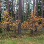 Auch der Nachwuchs bereitet sich aufs Überwintern vor