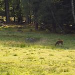 Hirschkuhherde am Scheuereck