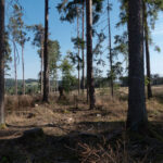 Baumdichte wie vor 1000 Jahren