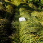 Auch mancher Grenzstein ist fast zugewachsen Auch mancher Grenzstein ist fast zugewachsen