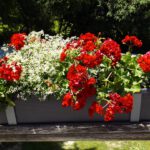 Pelargonien, oft im Volksmund als Geranien bezeichnet