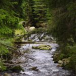 Fröhliches Plätschern mit Insektenbrücken