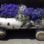 Mir leider nicht geläufige Blümli im Ökotopf