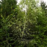 Eingekeilt und trotzdem durchgesetzt