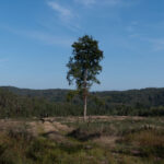 Einsamer Überlebender