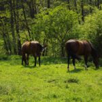 Interesselose Pferde