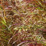 Farbvarianten im Gras