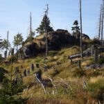 Der ganz kleine Rachel