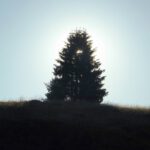 Leuchtbaum Leuchtbaum