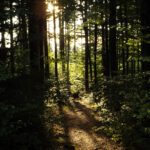 Abendstimmung im Wald