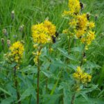 Hummelrestaurant Hummelrestaurant