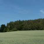 Weg durchs Roggenfeld