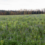 Noch mehr Blühwiese