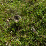 Gefallene Vogelnester