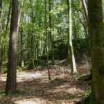 Felsenstufe im Wald